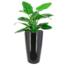 Philodendron 'Imperial Green' In Hg-3301 Pot (Ø33Cmxh57Cm)